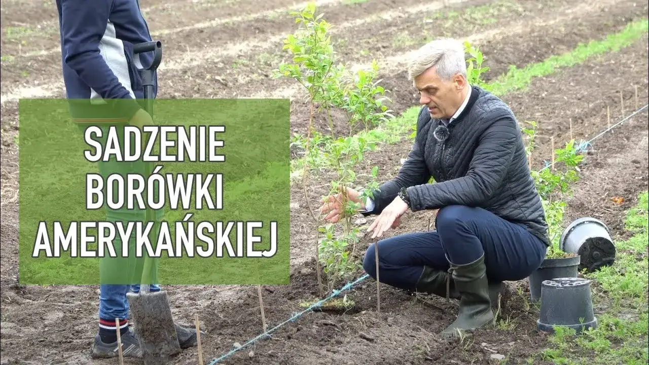 sadzenie borówki amerykańskiej krok po kroku