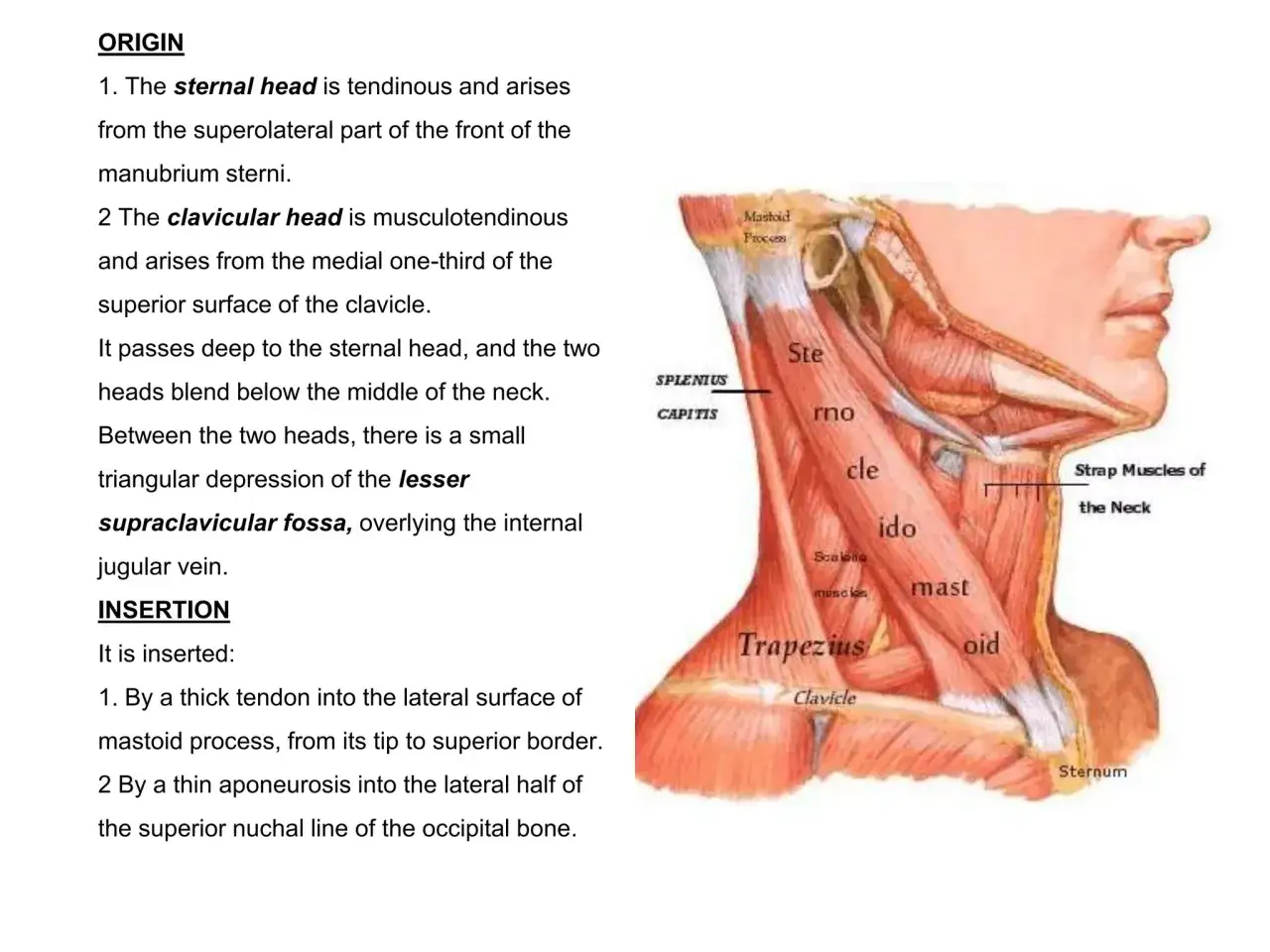 Musculus sternocleidomastoideus: Ursprung am Sternum und Clavicula, Ansatz am Mastoid. Anatomische Darstellung des Halses.
