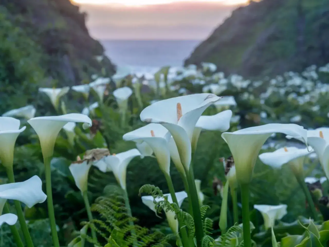 Un champ de callas blancs s'étend vers l'océan, baigné par la douce lumière du crépuscule.