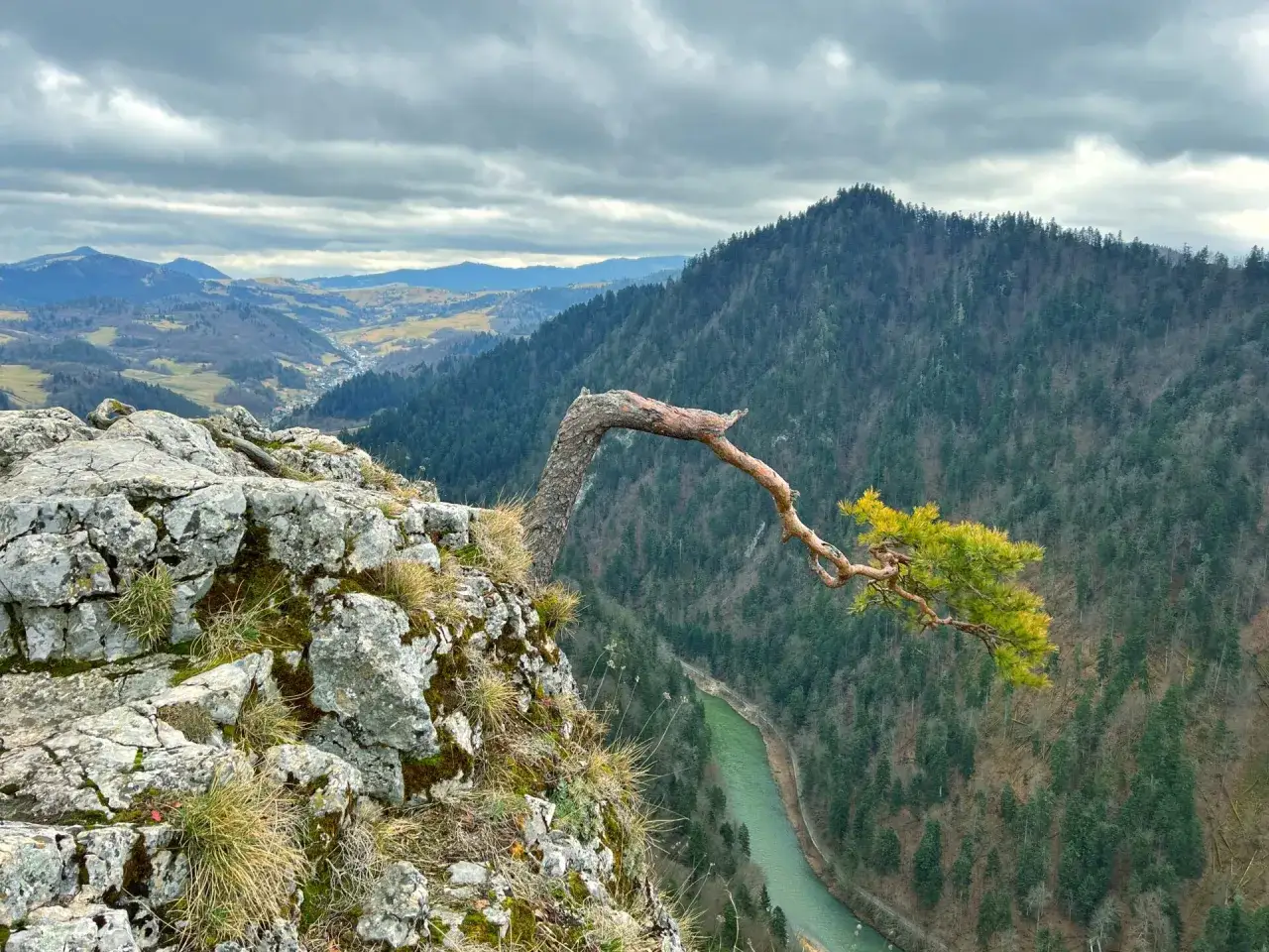 Skalisty brzeg w Pieninach, Szczawnica, z samotną sosną pochyloną nad zieloną rzeką Dunajec.