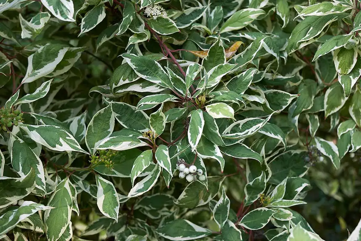 Feuillage panaché d'un saule crevette, aux feuilles vertes bordées de blanc. Des baies blanches et vertes parsèment la plante.