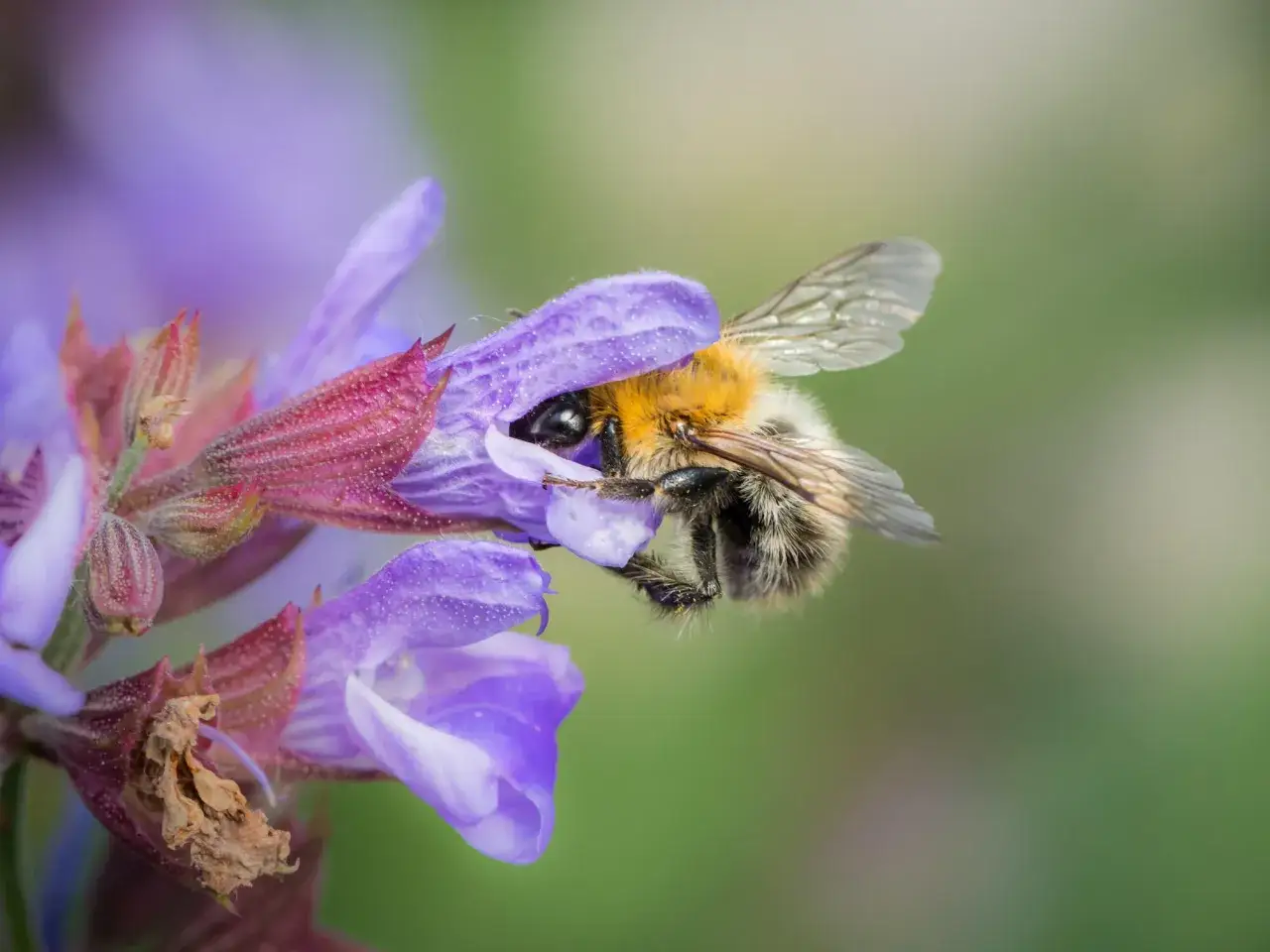 Eine pelzige Erdhummel sammelt Nektar von einer lila Bl&uuml;te im Garten.