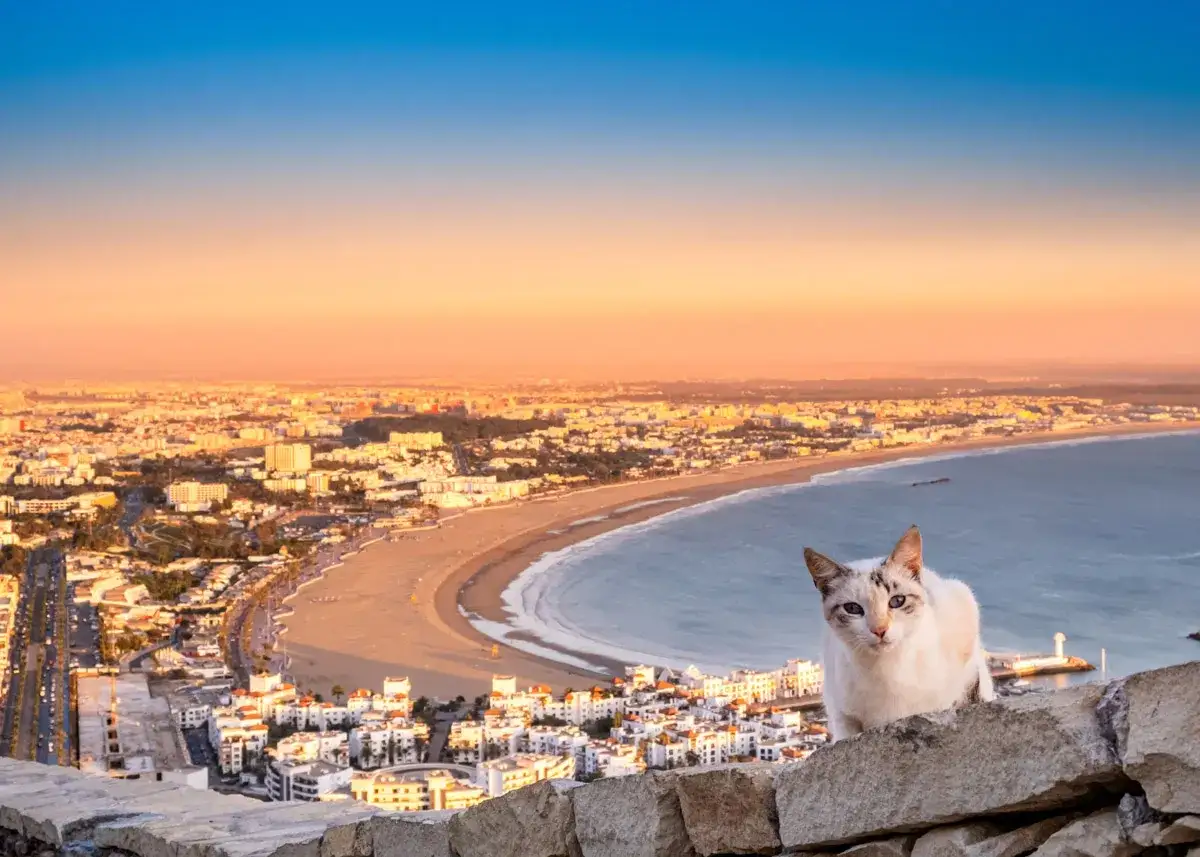 Un chat blanc observe la baie d'Agadir, Maroc, au coucher du soleil. La ville s'étend le long de la côte, baignée d'une lumière dorée.