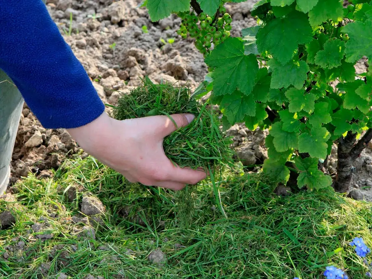 Beim Anlegen eines Beerenbeets wird Grasschnitt als Mulch um die Johannisbeerpflanze verteilt.