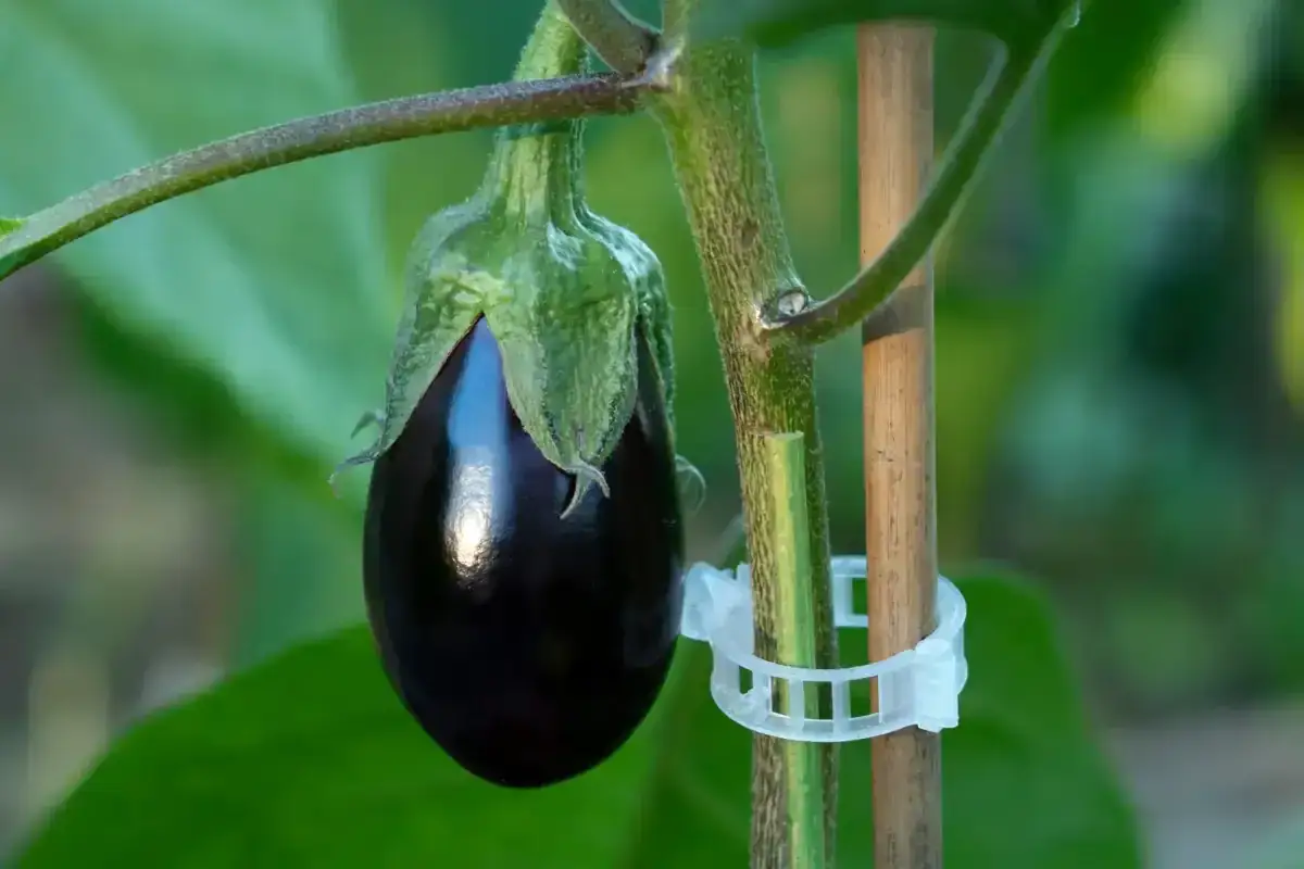 Une petite aubergine, encore jeune, se balance doucement sur sa tige. Sa taille est parfaite pour une future r&eacute;colte.