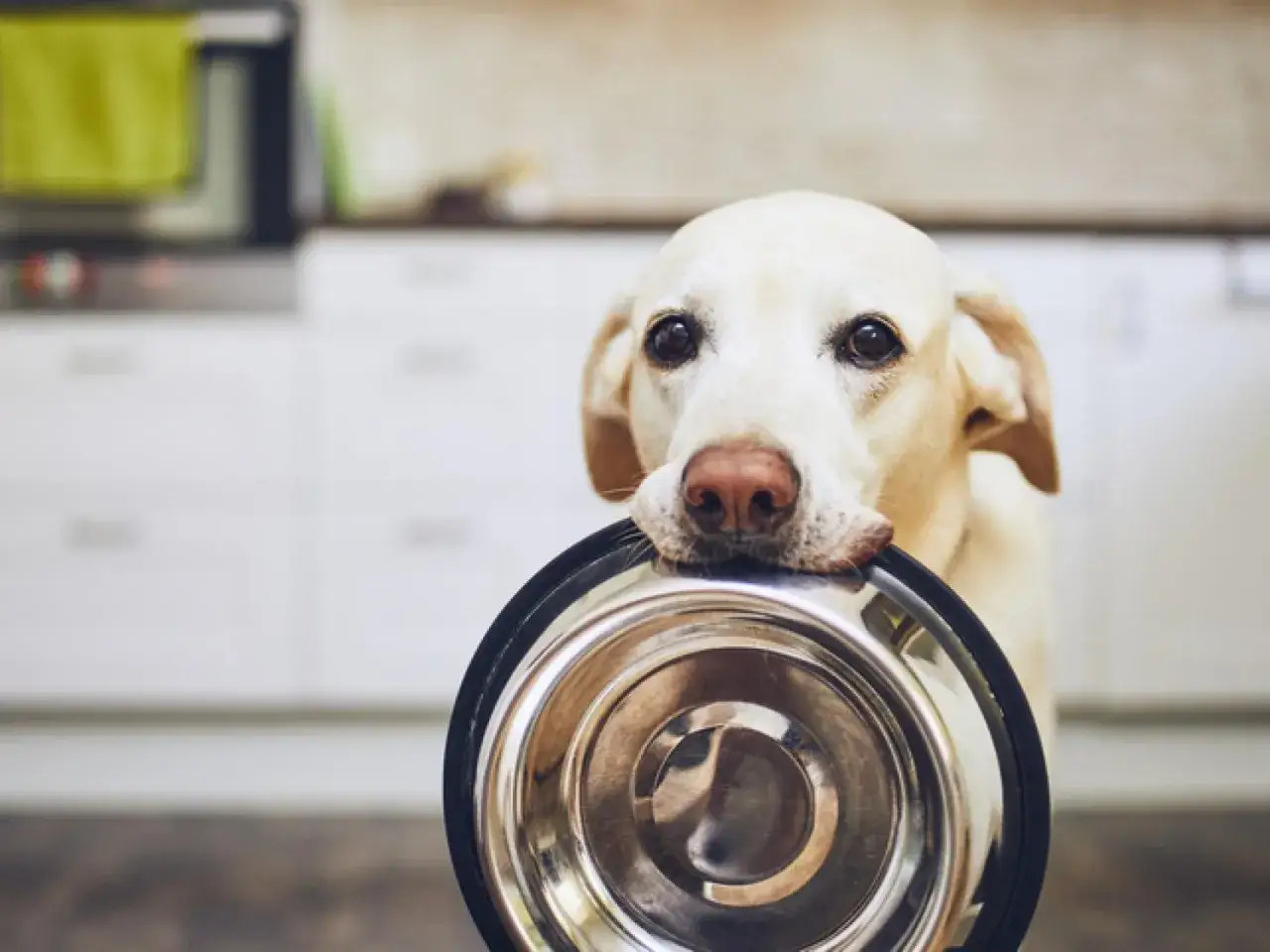 Perro labrador con cuenco vac&iacute;o, esperando que se pueda mezclar el pienso con leche para su cena.