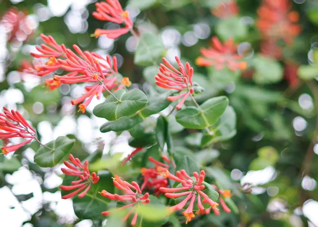 Des grappes de fleurs de ch&egrave;vrefeuille rouge orang&eacute;, aux longues trompettes, s'&eacute;panouissent sur un fond flou de verdure et de lumi&egrave;re.