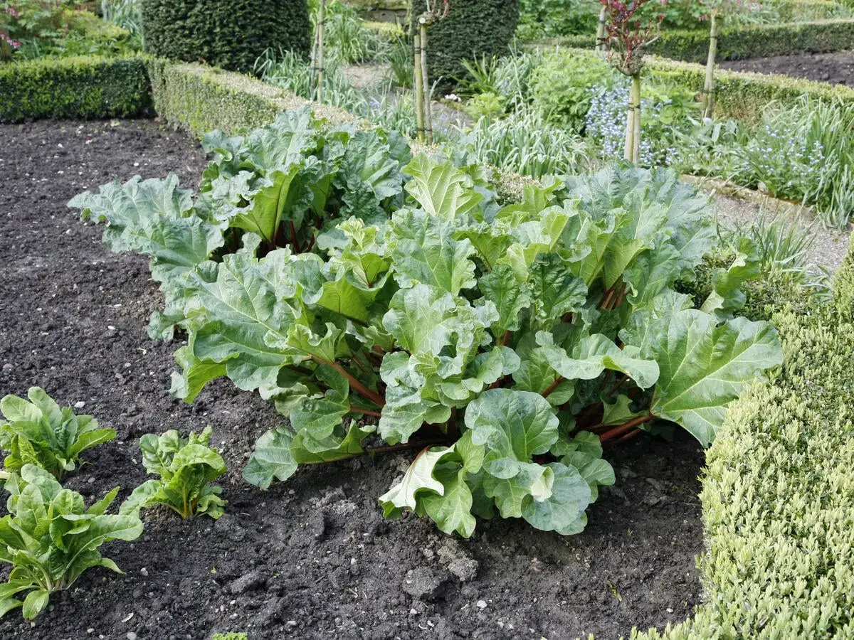 Gro&szlig;e, gr&uuml;ne Rhabarberpflanzen mit roten Stielen wachsen im Garten. Kleine Rhabarberpflanzen sind daneben zu sehen.