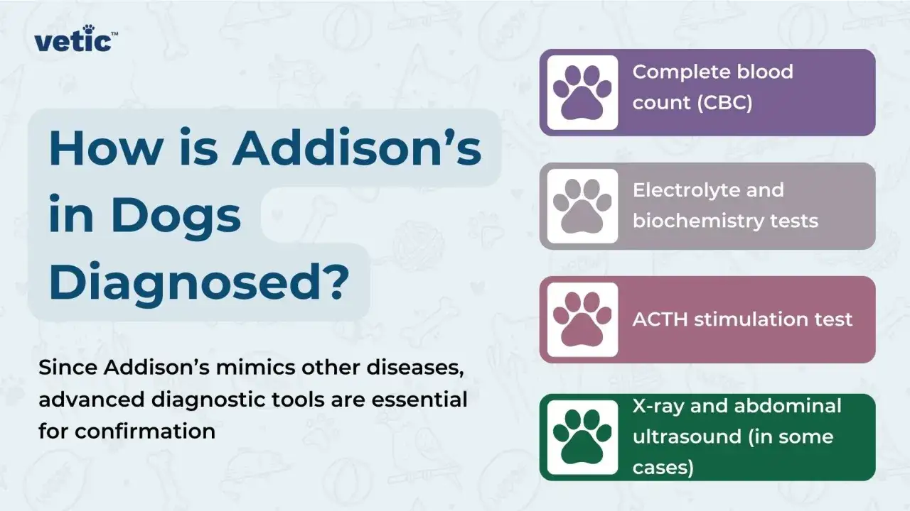 Diagnóstico de la enfermedad de Addison en perros: análisis de sangre, pruebas de ACTH y ecografías.