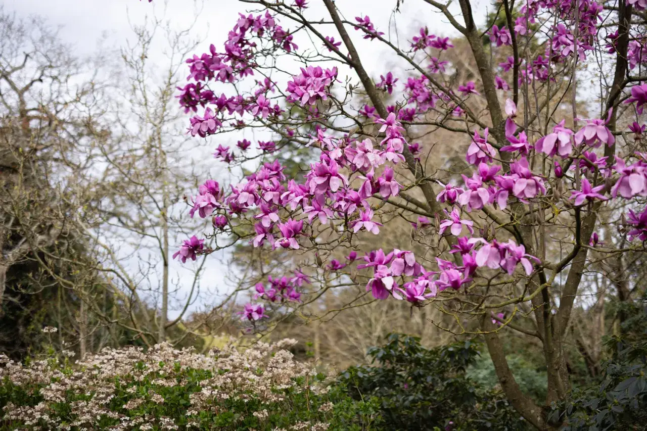 Kwiaty magnolii w ogrodzie, w tle nagie drzewa i krzewy.