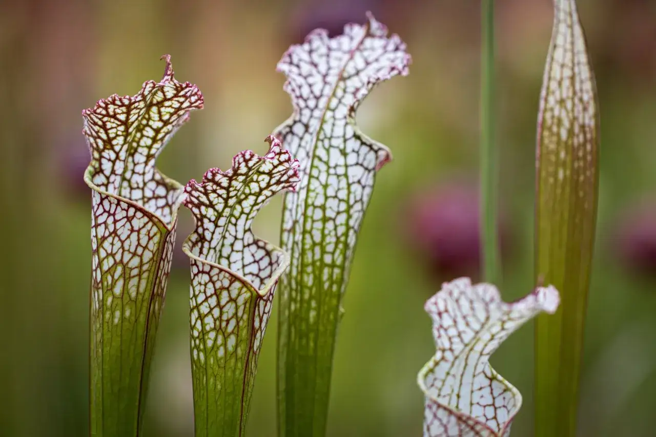 Plantes mangeuses d'insectes aux formes &eacute;tranges, avec des motifs blancs et rouges sur fond vert flou.