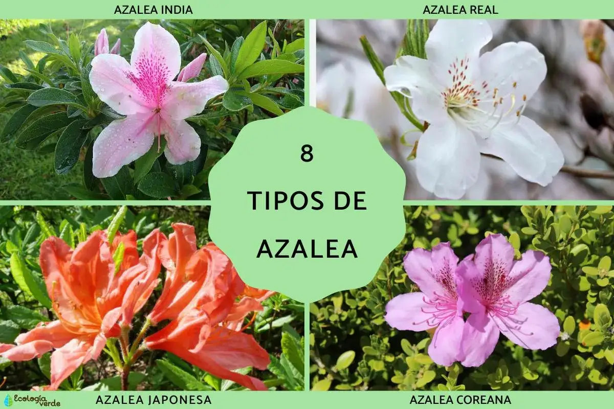 Explora 8 tipos de azaleas: India (rosa), Real (blanca), Japonesa (naranja) y Coreana (lila), entre otras.