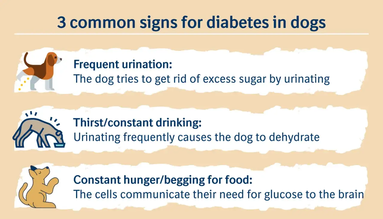 Los s&iacute;ntomas de diabetes en perros incluyen orinar frecuentemente, sed constante y hambre excesiva.