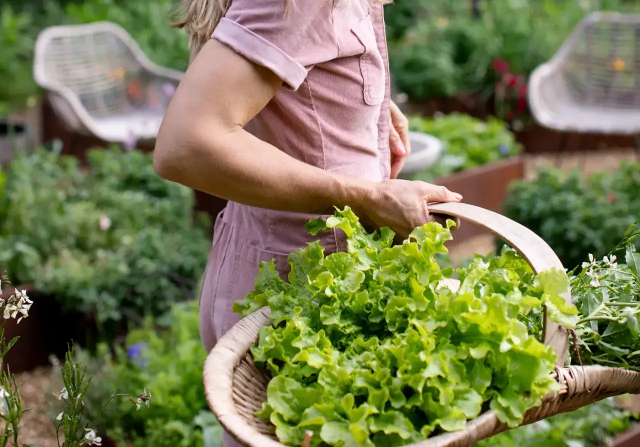 Une personne tient un panier rempli de salade &agrave; couper fra&icirc;chement cueillie dans un jardin luxuriant.