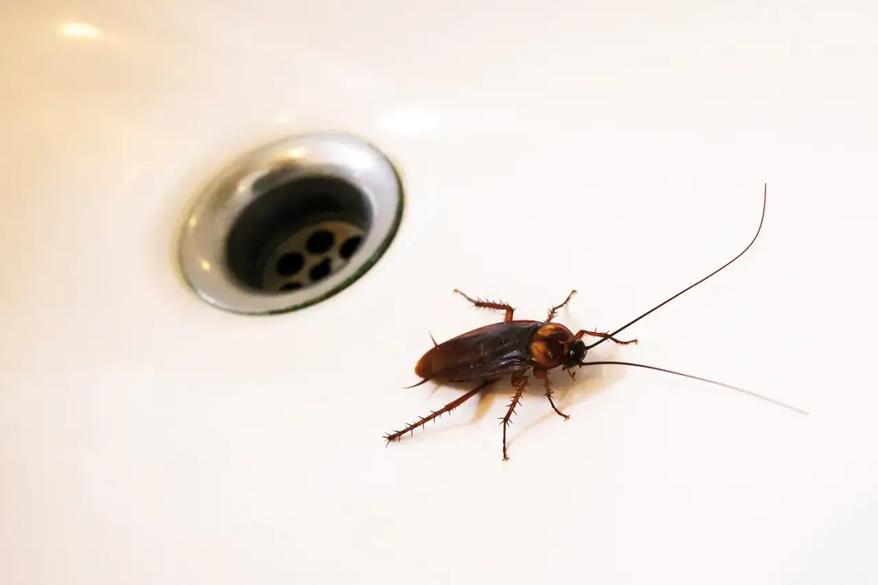 Una cucaracha marr&oacute;n se arrastra cerca del desag&uuml;e de un lavabo blanco. Las cucarachas en verano son una molestia com&uacute;n.