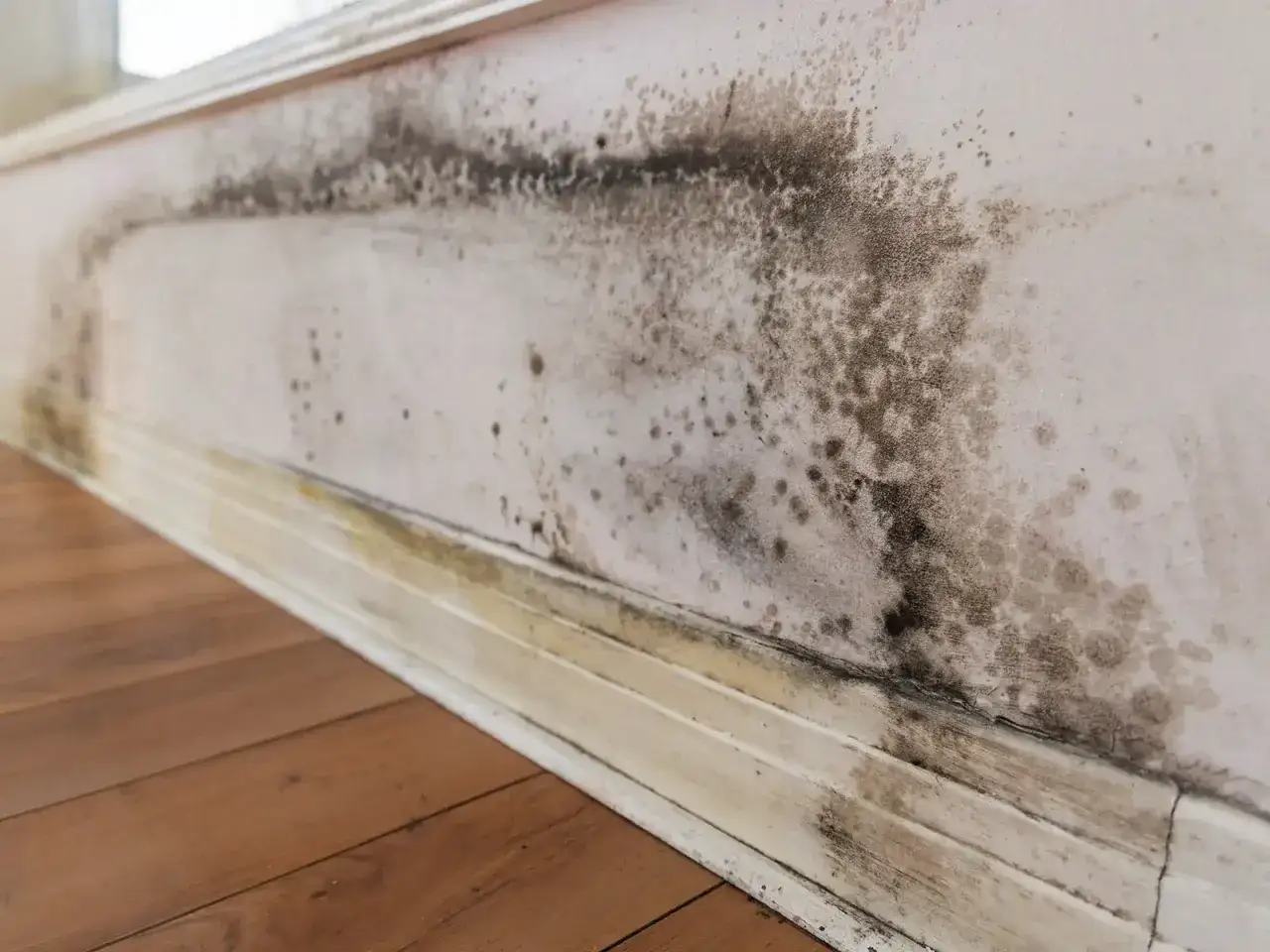 Moisissure noire sur un mur près du sol, signe d'un problème d'humidité dans le vide sanitaire.