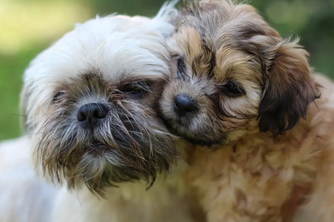 Dwa urocze psiaki, shih tzu mieszaniec z kundlem, przytulają się do siebie.