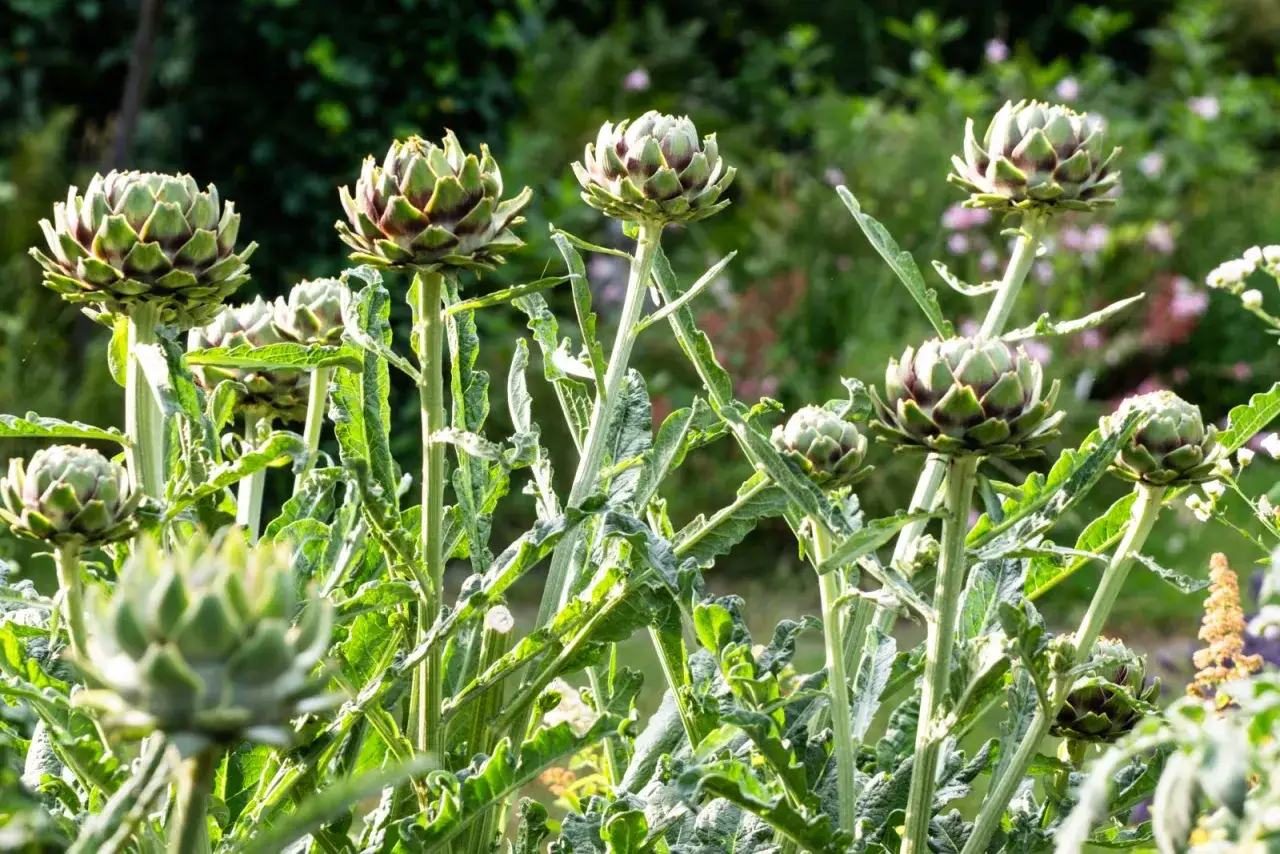 Gr&uuml;ne, stachelige Artischockenpflanzen wachsen im Garten. Die Bl&uuml;tenk&ouml;pfe sind noch geschlossen und bereit zur Ernte.