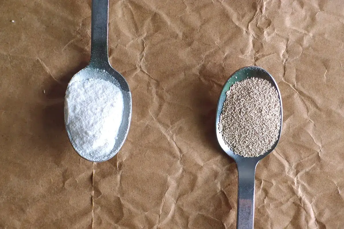 Deux cuillères : l'une avec de la levure chimique blanche et poudreuse, l'autre avec de la levure boulangère granuleuse.