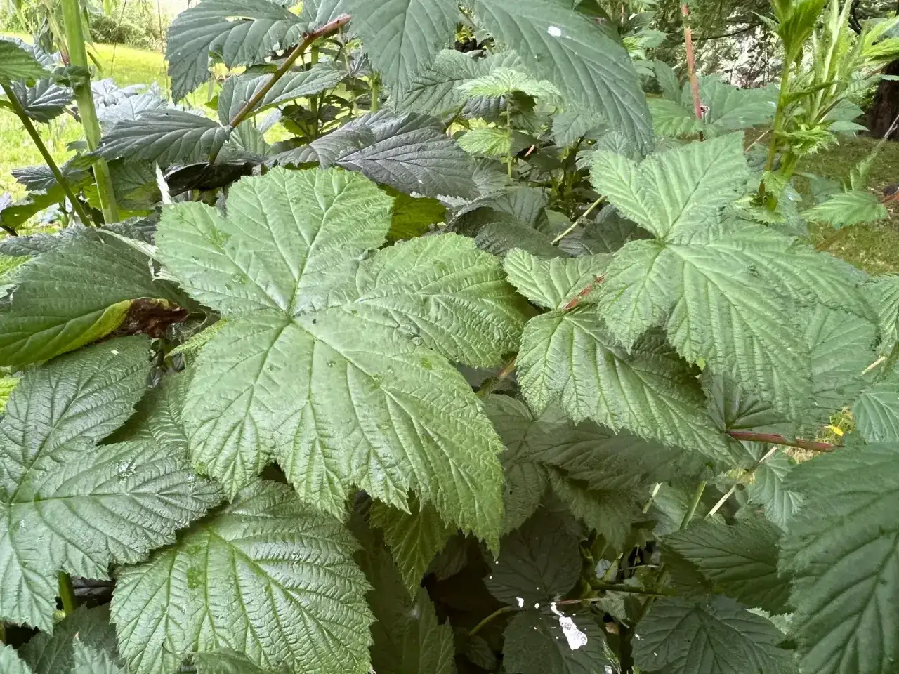 Feuilles vertes et textur&eacute;es de reine des pr&eacute;s, certaines humides, formant un tapis v&eacute;g&eacute;tal dense dans un jardin.