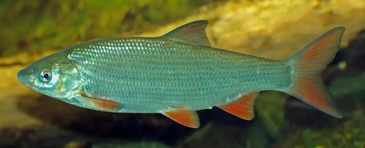 Ein silberner nasen fisch mit roten Flossen schwimmt im Wasser.