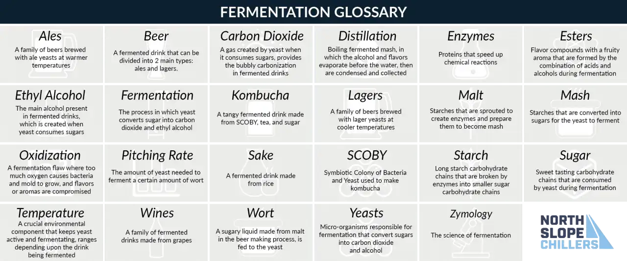 Glossario della fermentazione: birra, ales, lagers, lieviti, malti, zuccheri, e la differenza tra birra a alta o bassa fermentazione.