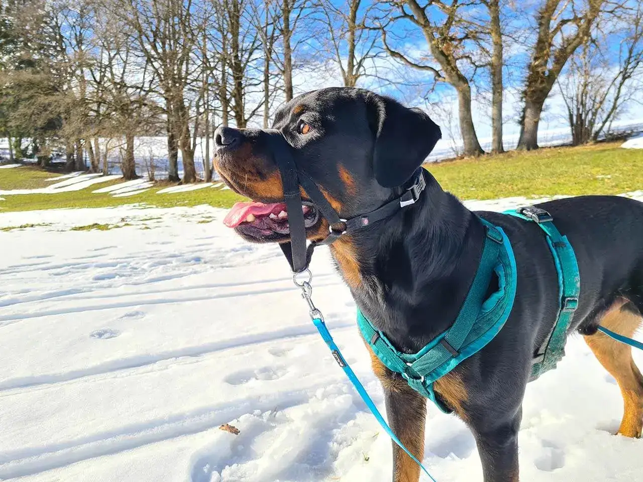 Ein Rottweiler mit Halti und Geschirr steht im Schnee. Der Hund blickt erwartungsvoll in die Ferne, die Zunge h&auml;ngt heraus.