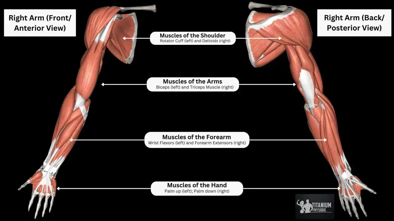 Vista anterior y posterior del brazo derecho, mostrando los m&uacute;sculos del hombro, los **m&uacute;sculos b&iacute;ceps** y tr&iacute;ceps, antebrazo y mano.