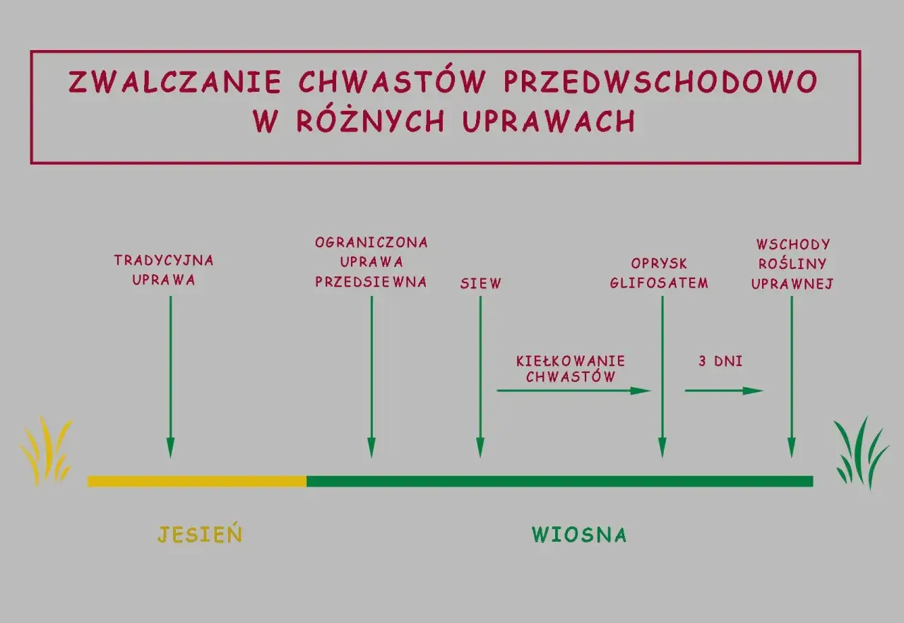 Schemat pokazuje zwalczanie chwastów przedwschodowo. Roundup pozostaje w glebie krótko, bo już po 3 dniach od oprysku glifosatem widać wschody roślin uprawnych.