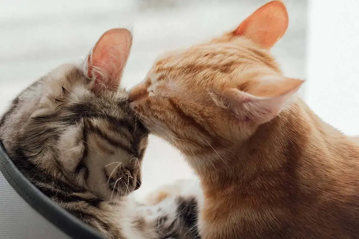 Eine junge Katze streichelt sanft eine ältere Katze.