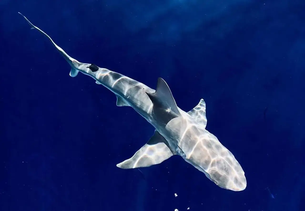 Un elegante squalo nuota nelle profondit&agrave; blu, la luce del sole crea motivi danzanti sul suo corpo. Osserva come si muove lo squalo, un vero maestro del suo ambiente.