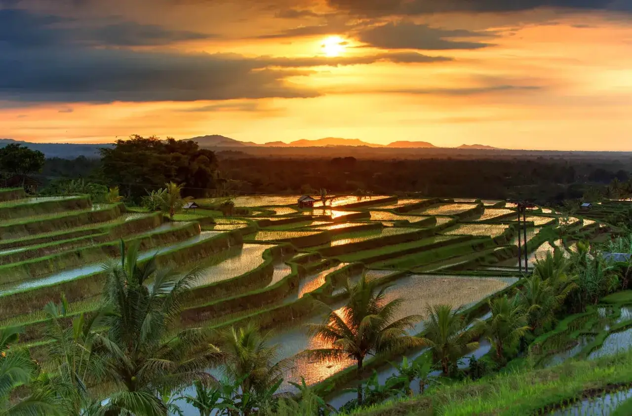 Reisterrassen in Bali bei Sonnenuntergang. Die beste Reisezeit für Bali ist oft die Trockenzeit, aber diese Aussicht ist zu jeder Zeit magisch.