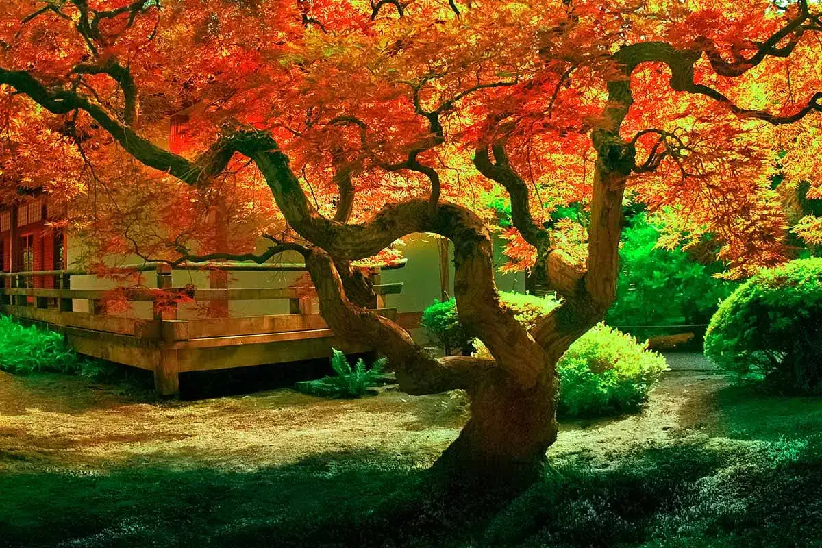Un &eacute;rable du Japon aux couleurs flamboyantes, baign&eacute; de lumi&egrave;re. Un jardin paisible, peut-&ecirc;tre gr&acirc;ce &agrave; un bon engrais pour &eacute;rable du Japon.