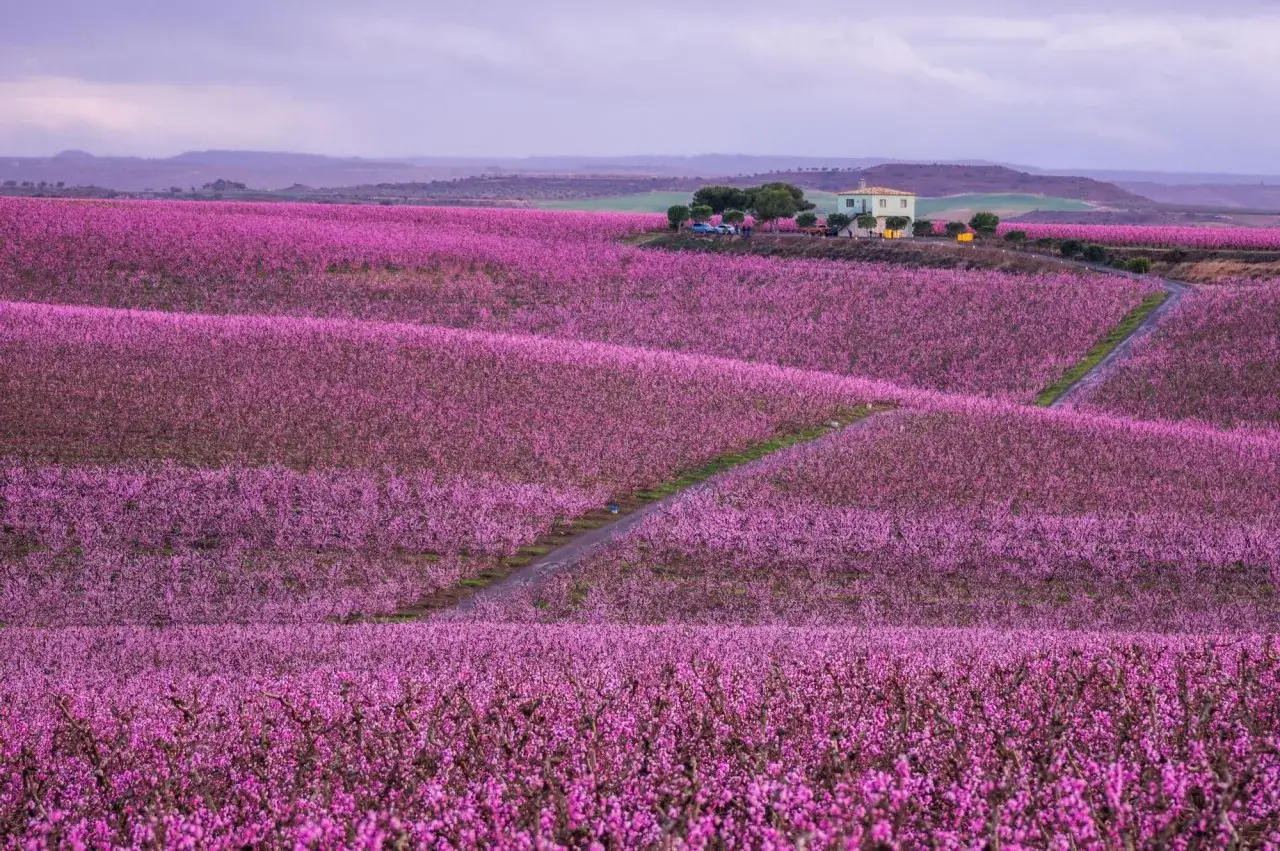 Extensos campos de flores rosadas cubren el paisaje español, con una casa y árboles al fondo.