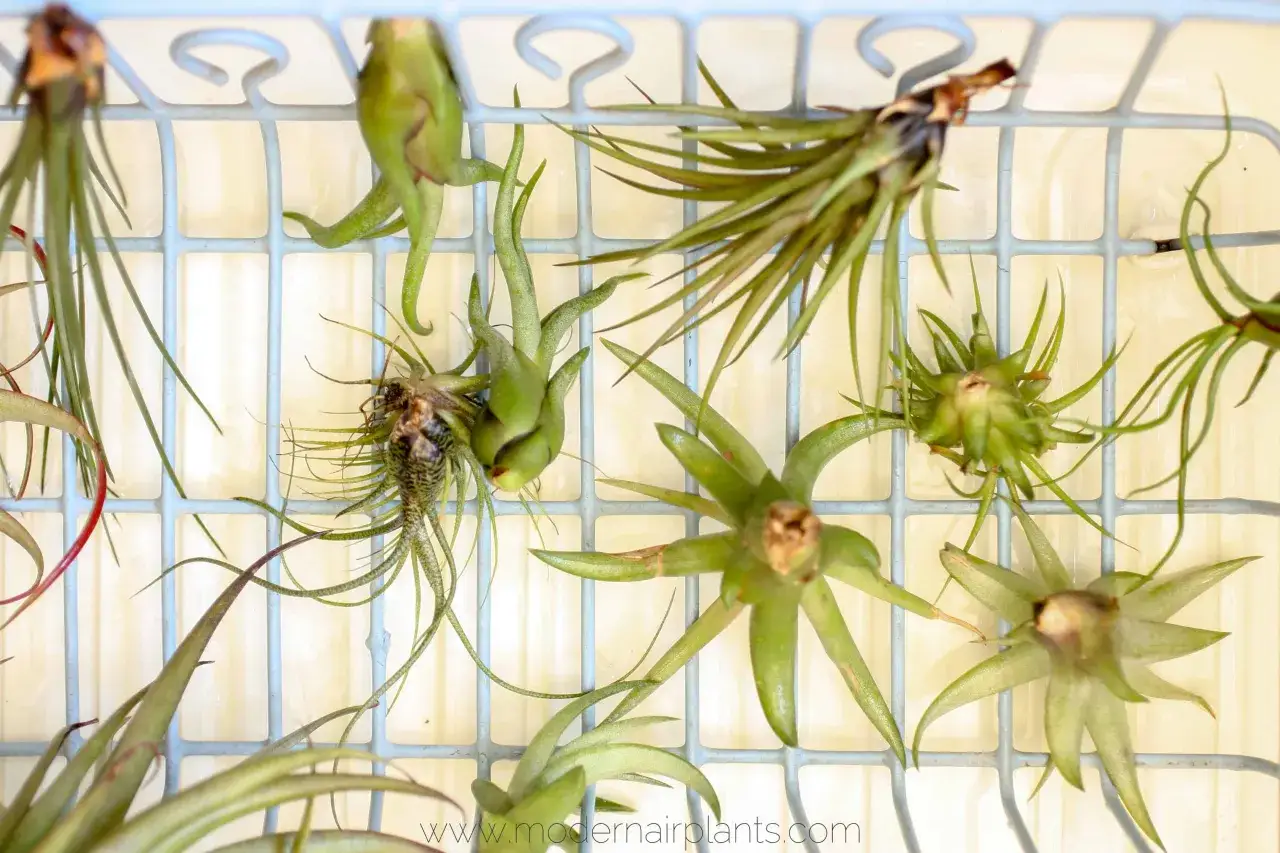 A collection of air plants resting on a light blue grid, ready for their watering. Learn how to water air plants for healthy growth.