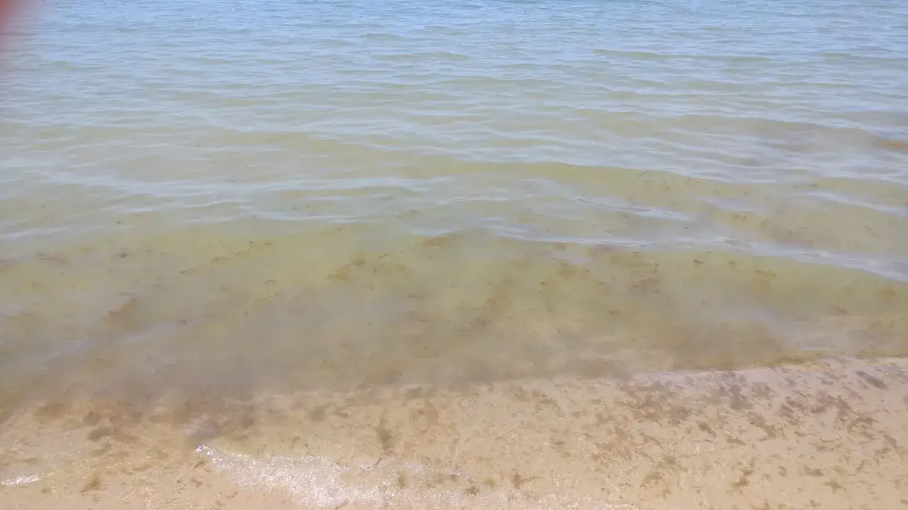 Plaża i woda. Widać piasek i glony unoszące się na powierzchni. Czy Bałtyk jest czysty? Woda jest mętna, z widocznymi fragmentami roślinności.