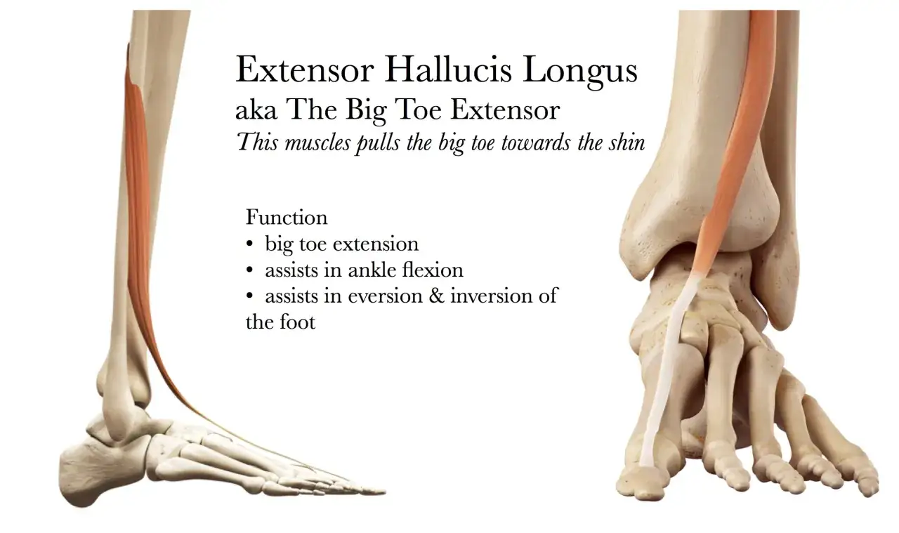 Anatomische Darstellung des **extensor digitorum longus** Muskels am Fuß, der den großen Zeh streckt.