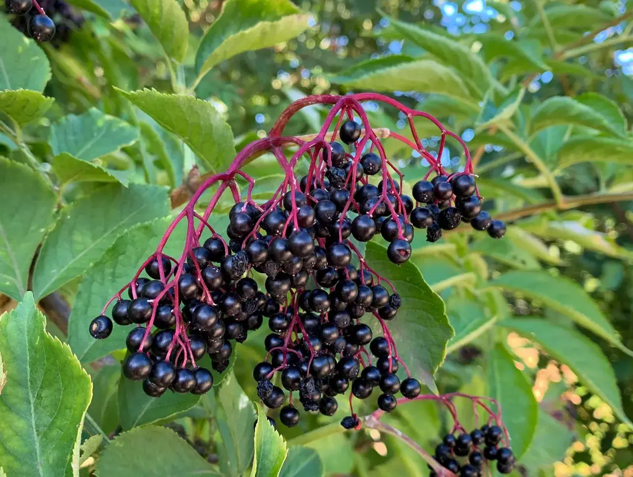 Dunkle, gl&auml;nzende Holunderbeeren h&auml;ngen an roten Stielen. Vorsicht: Holunderbeeren giftig, nur gekocht genie&szlig;bar.