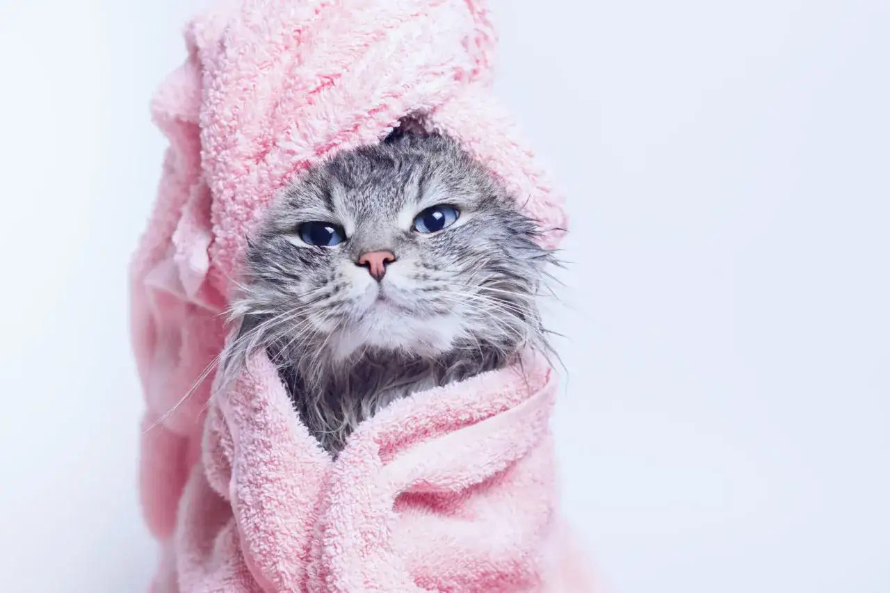 A wet, grumpy cat wrapped in a pink towel. This look perfectly captures why do cats hate water.