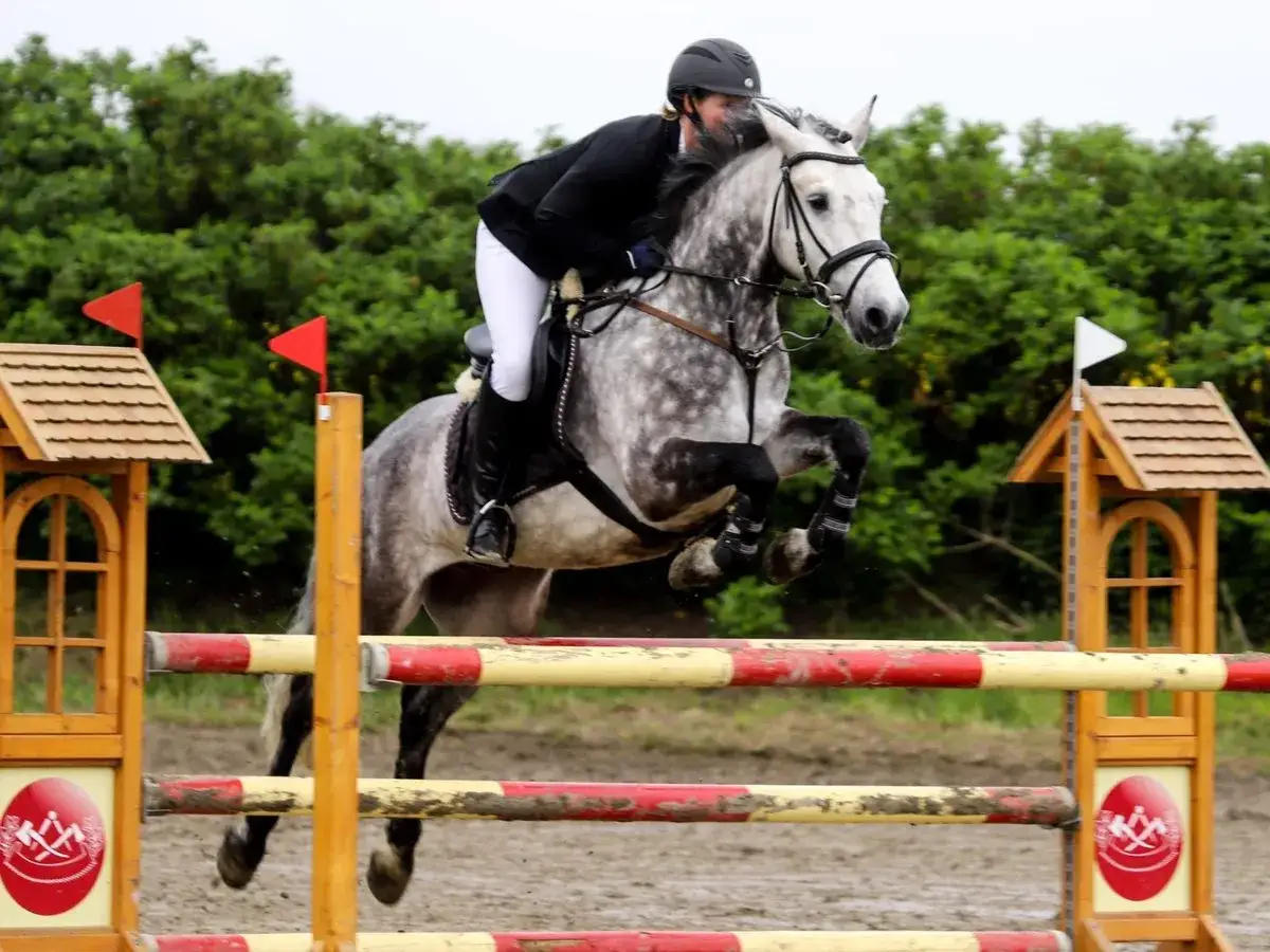 Un cheval gris moucheté, Dexter, saute une barrière avec son cavalier.