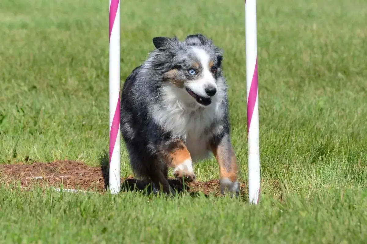 Ein Mini Australian Shepherd mit seinem typischen, lebhaften Charakter rennt durch einen Agility-Parcours.