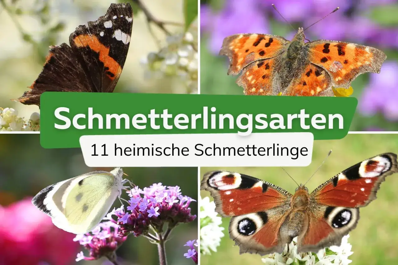 Vier heimische Schmetterlingsarten: Admiral, Kleiner Fuchs, Kohlwei&szlig;ling und Tagpfauenauge. Eine Bestimmungstafel f&uuml;r Schmetterlinge.
