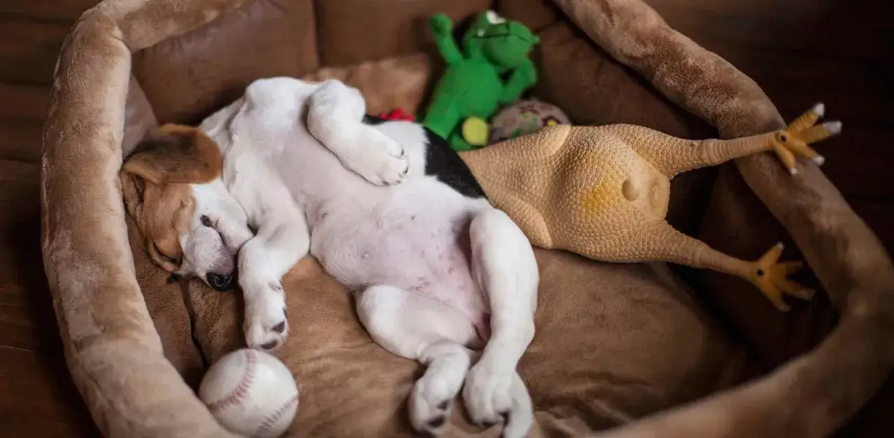 Un cachorro beagle duerme profundamente en su cama, rodeado de sus juguetes favoritos. Quiz&aacute;s sue&ntilde;an los perros con perseguir ardillas o jugar a buscar la pelota.