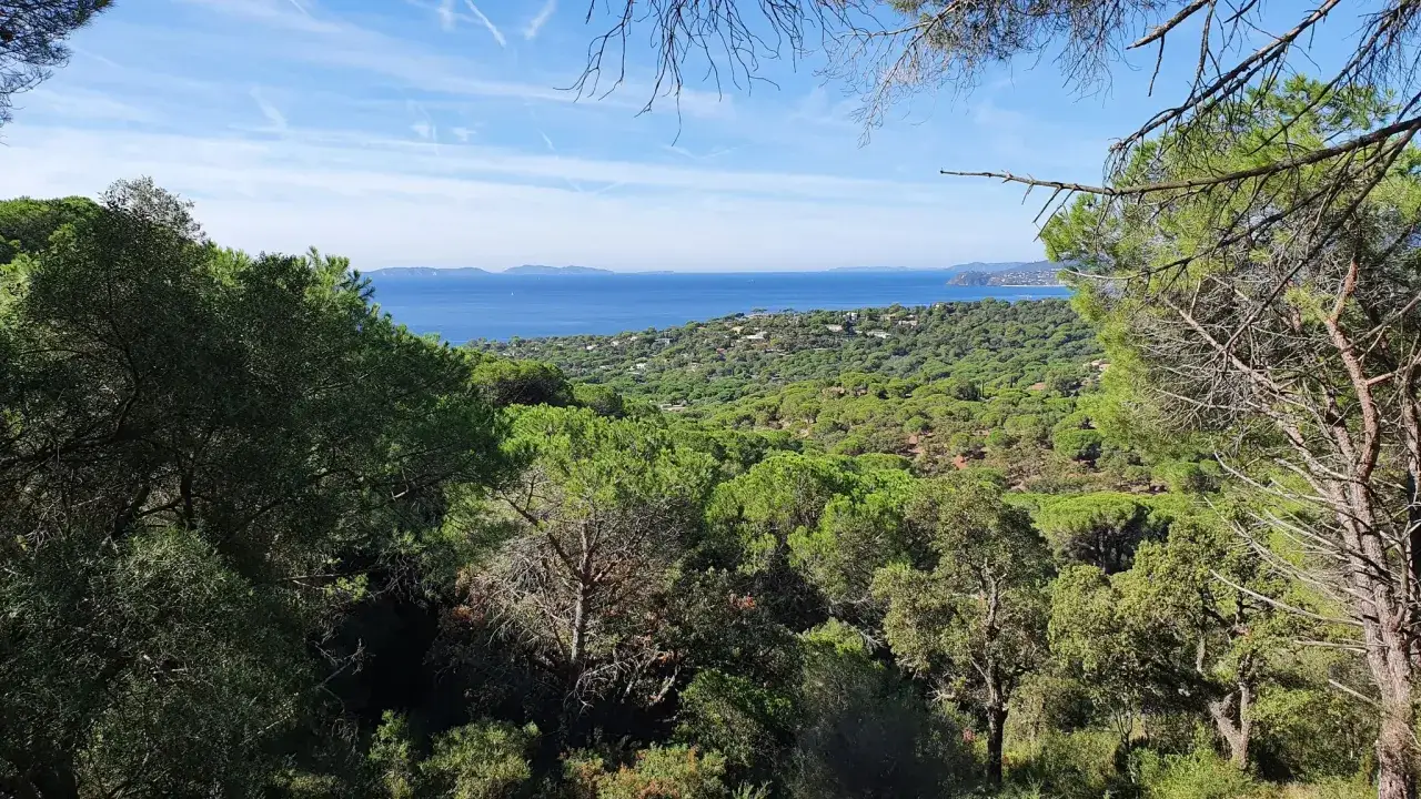 Vue panoramique depuis le col de Collebasse, avec la mer bleue scintillante à l'horizon, des collines verdoyantes et des pins majestueux.