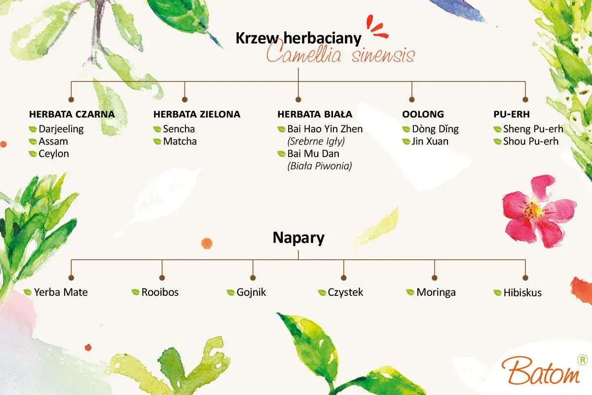 Drzewo genealogiczne napar&oacute;w, od krzewu herbacianego Camellia sinensis po najzdrowsze herbaty: czarną, zieloną, białą, oolong, pu-erh, a także napary z yerba mate, rooibos, gojnika, czystka, moringi i hibiskusa.