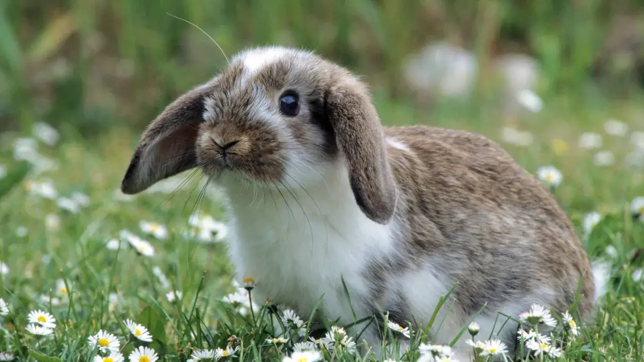 Ein s&uuml;&szlig;es Kaninchen mit Schlappohren sitzt im Gras, umgeben von G&auml;nsebl&uuml;mchen. Es wirkt, als ob das Kaninchen zittert, vielleicht vor Aufregung oder K&auml;lte.