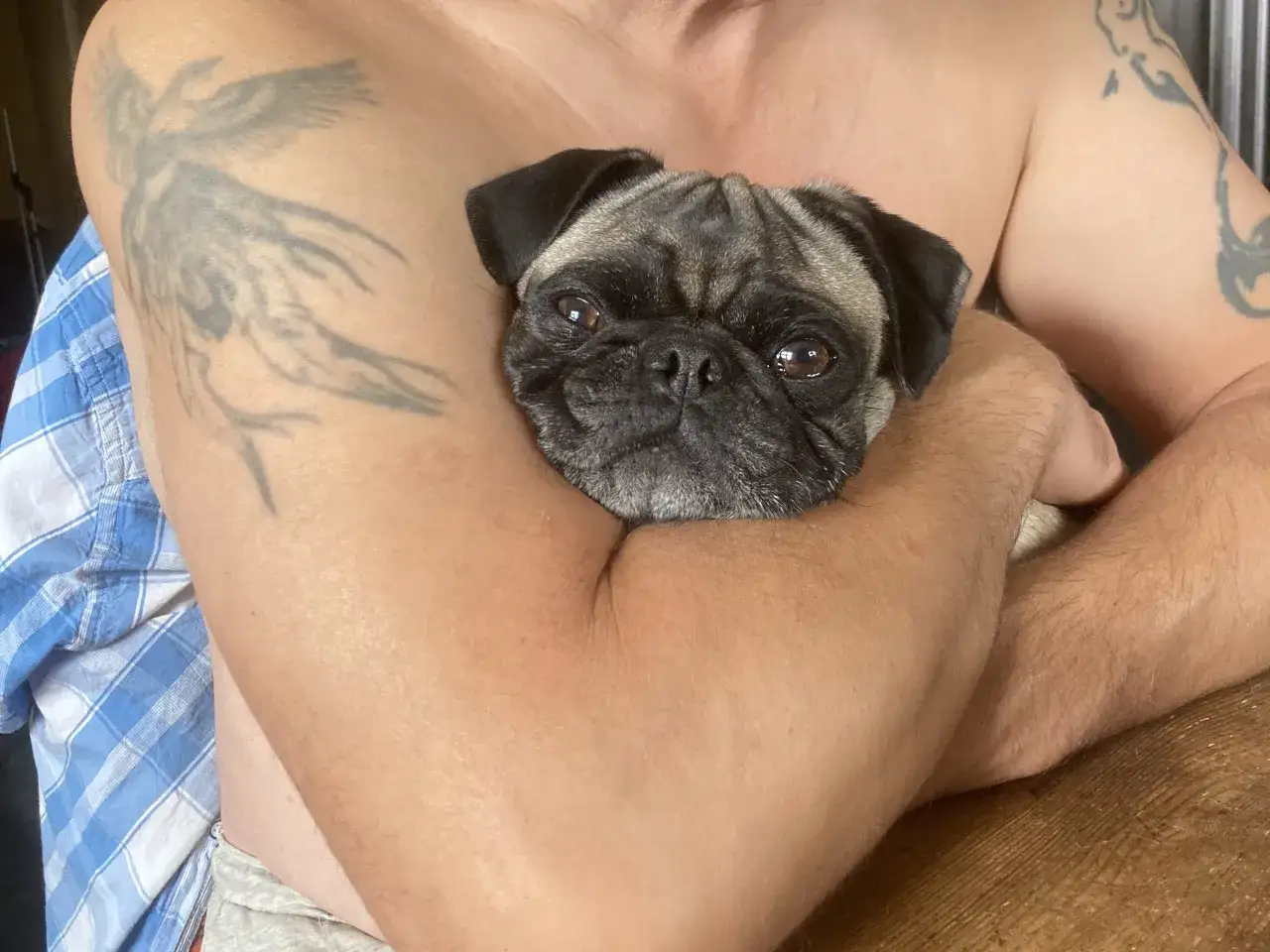 En person håller en mops som ser lite orolig ut. Mopsar kan drabbas av olika mops sjukdomar, men denna lilla krabat verkar mest behöva en kram.