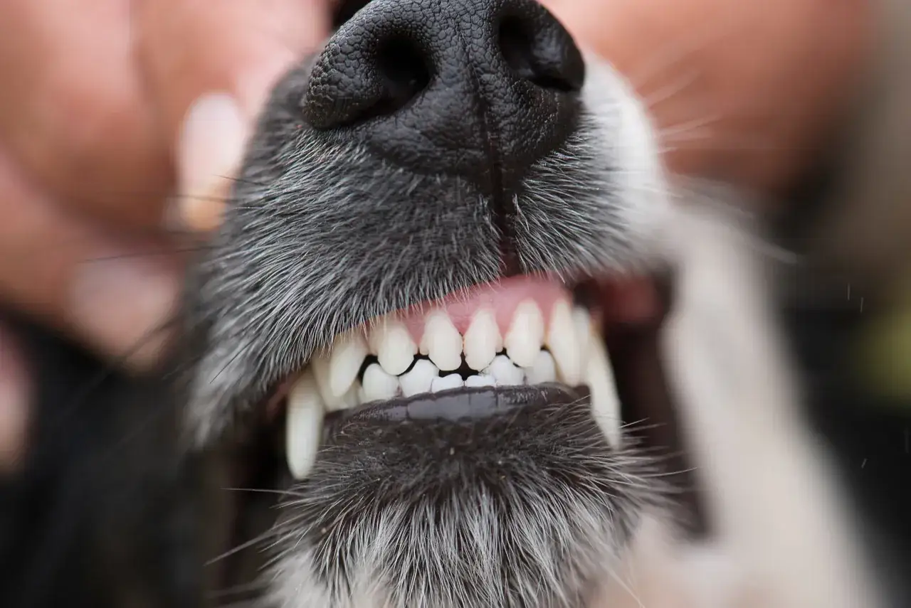 Gros plan sur la gueule d'un chien, montrant son museau noir et ses dents blanches. Ce cliché peut aider à comprendre pourquoi un chien claque des dents.