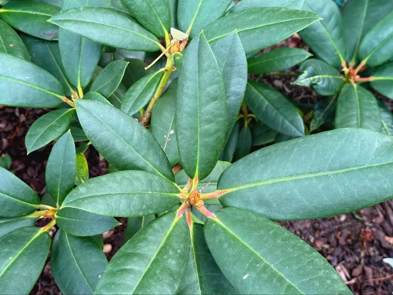Gęste, ciemnozielone liście rododendron&oacute;w, z widocznymi pąkami. Idealna ziemia do rododendron&oacute;w zapewni im zdrowy wzrost.