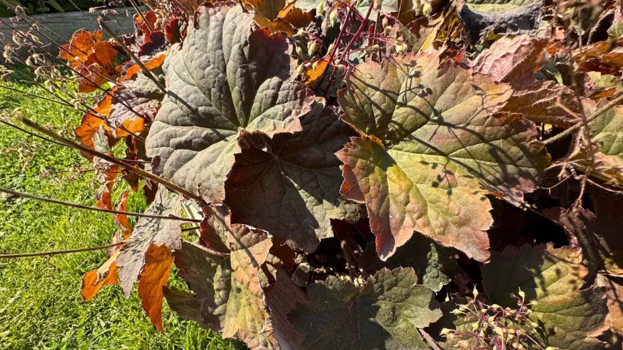 Vackra, mörka blad på en alunrot, giftig men vacker i sin höstfärg.